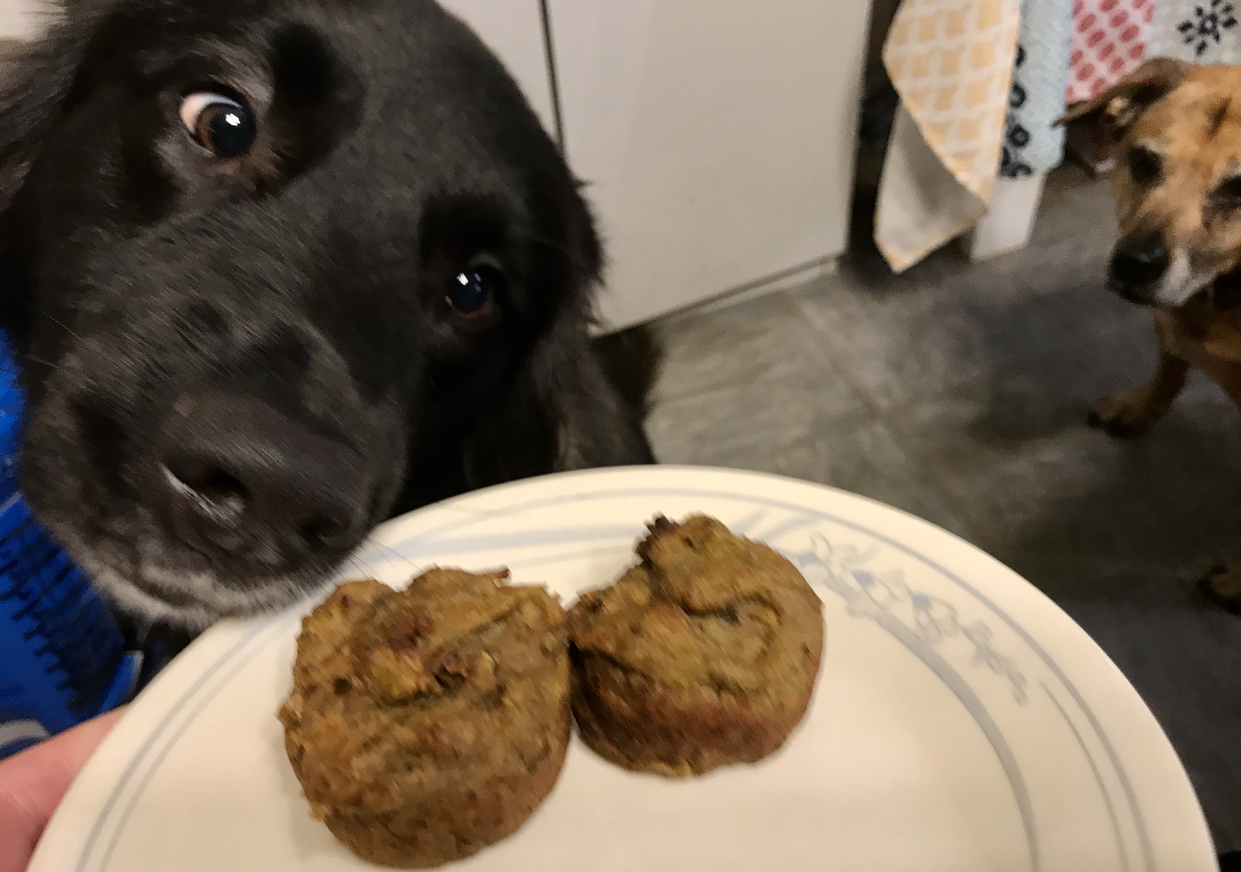 Liver & Sweet Potato Dog Muffins (Featuring Steve!)