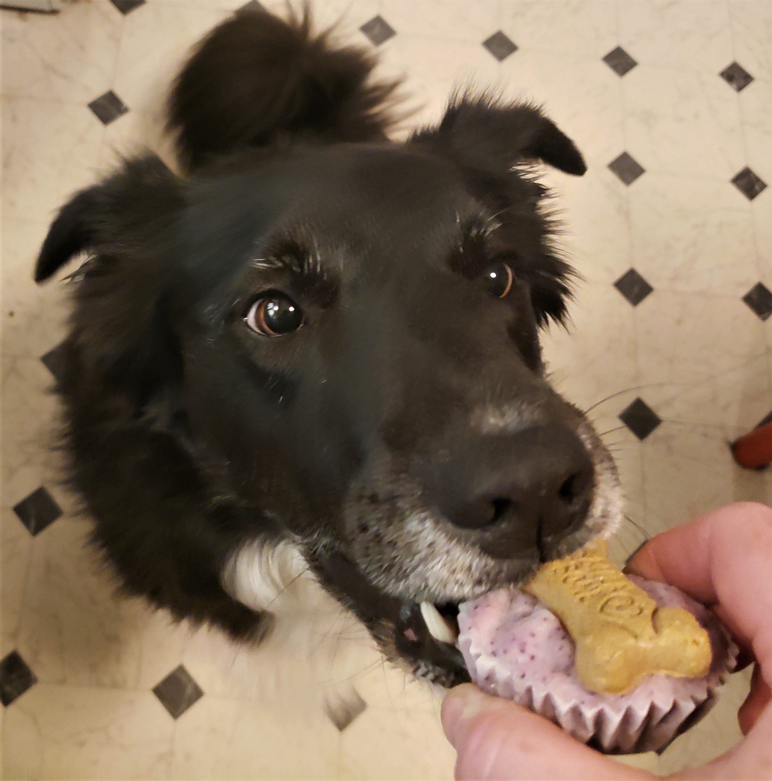 Blueberry Peanut Butter Doggy Ice Cream Cups
