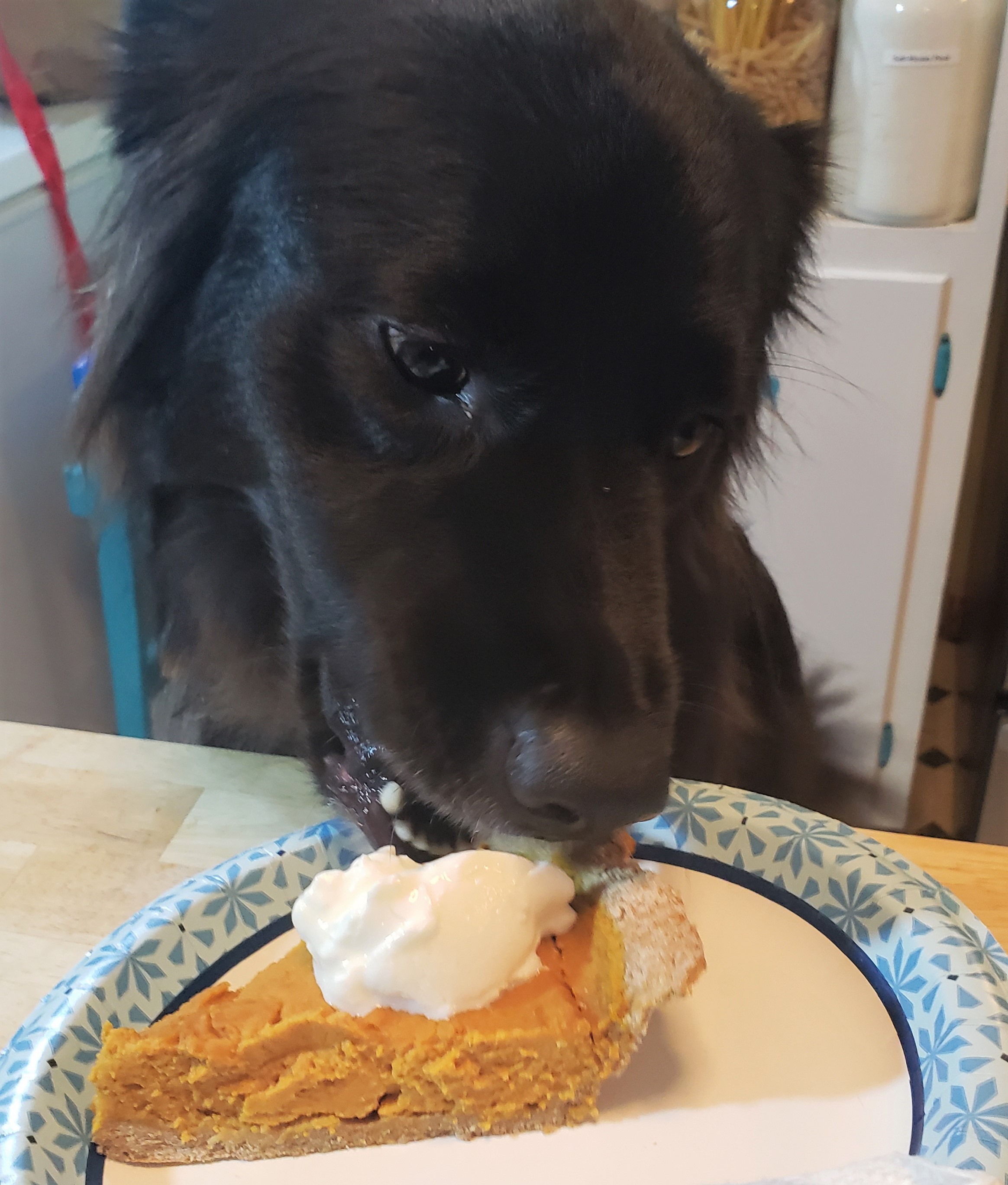 Doggie Pumpkin Pie