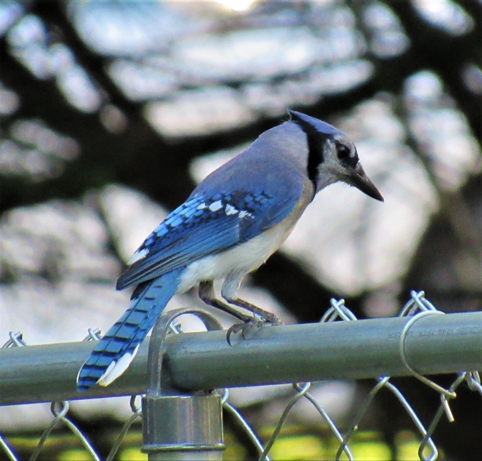 Blue Jays