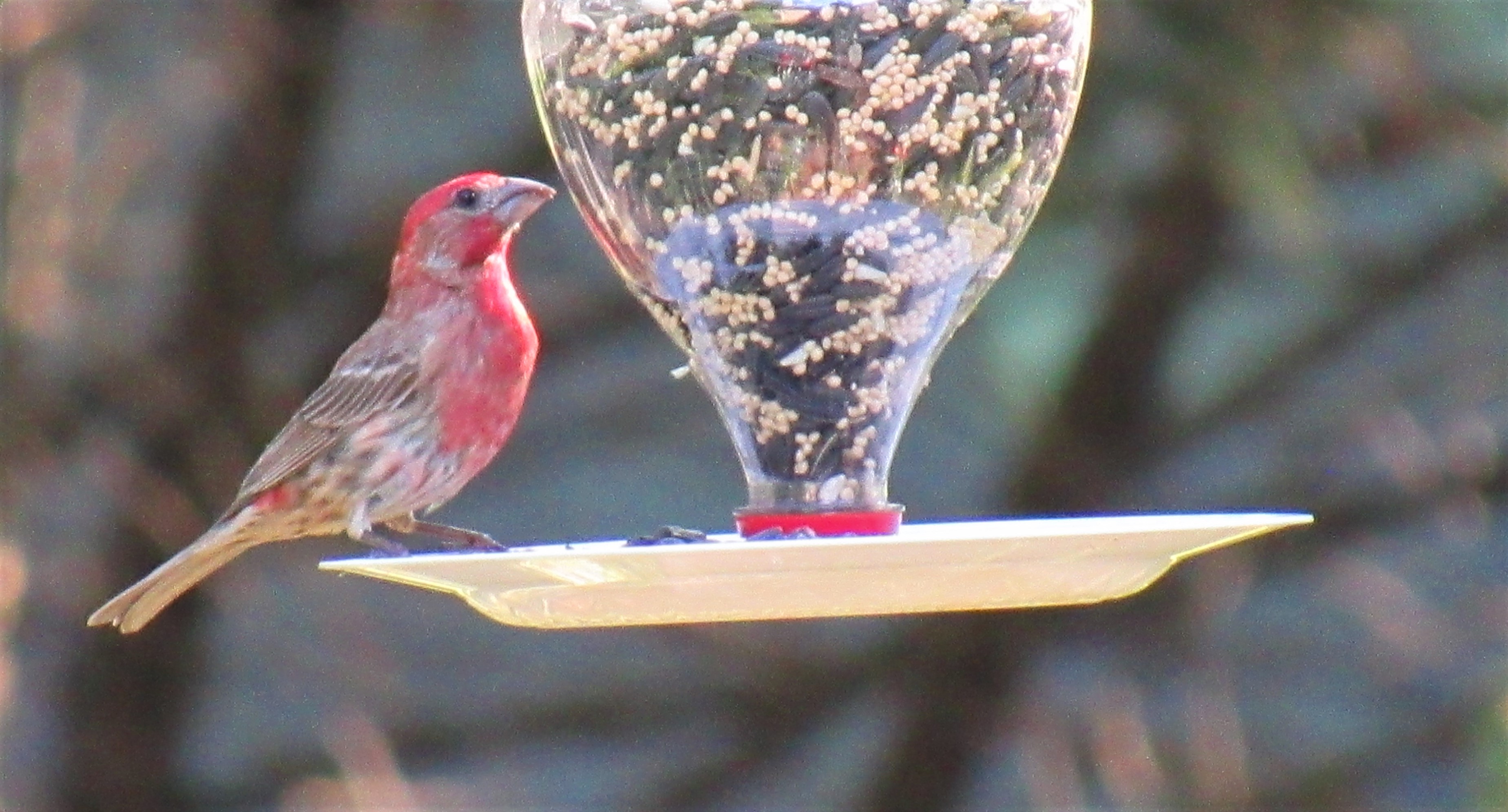 The Charming House Finch: A Guide to This Colorful Backyard Bird
