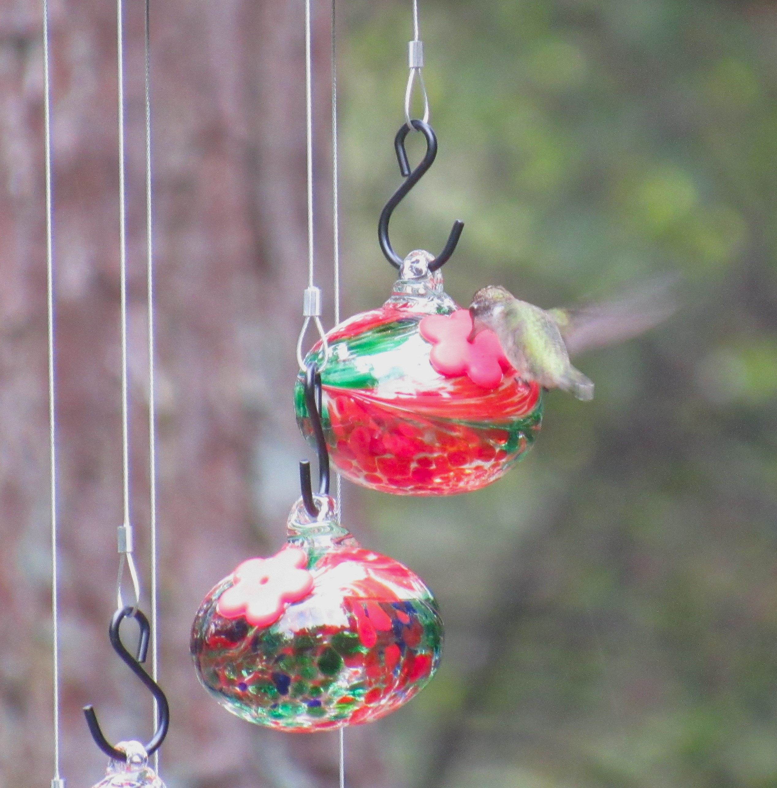 Feeding Hummingbirds