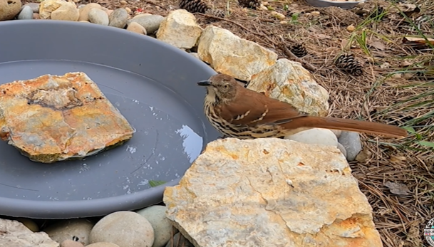 The Brown Thrasher: Georgia’s Avian Jewel