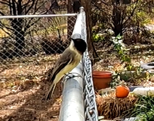 Chattanooga’s Charming Visitor: The Eastern Phoebe