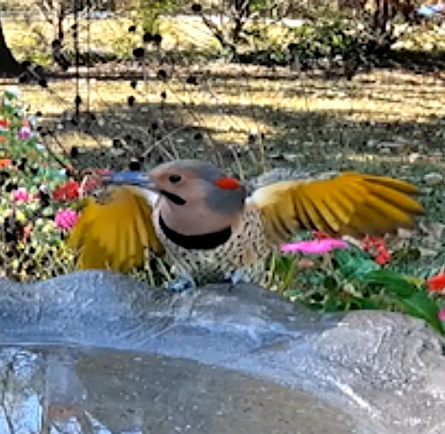 The Enigmatic Drummer of Chattanooga: Northern Flicker Bird-Watching