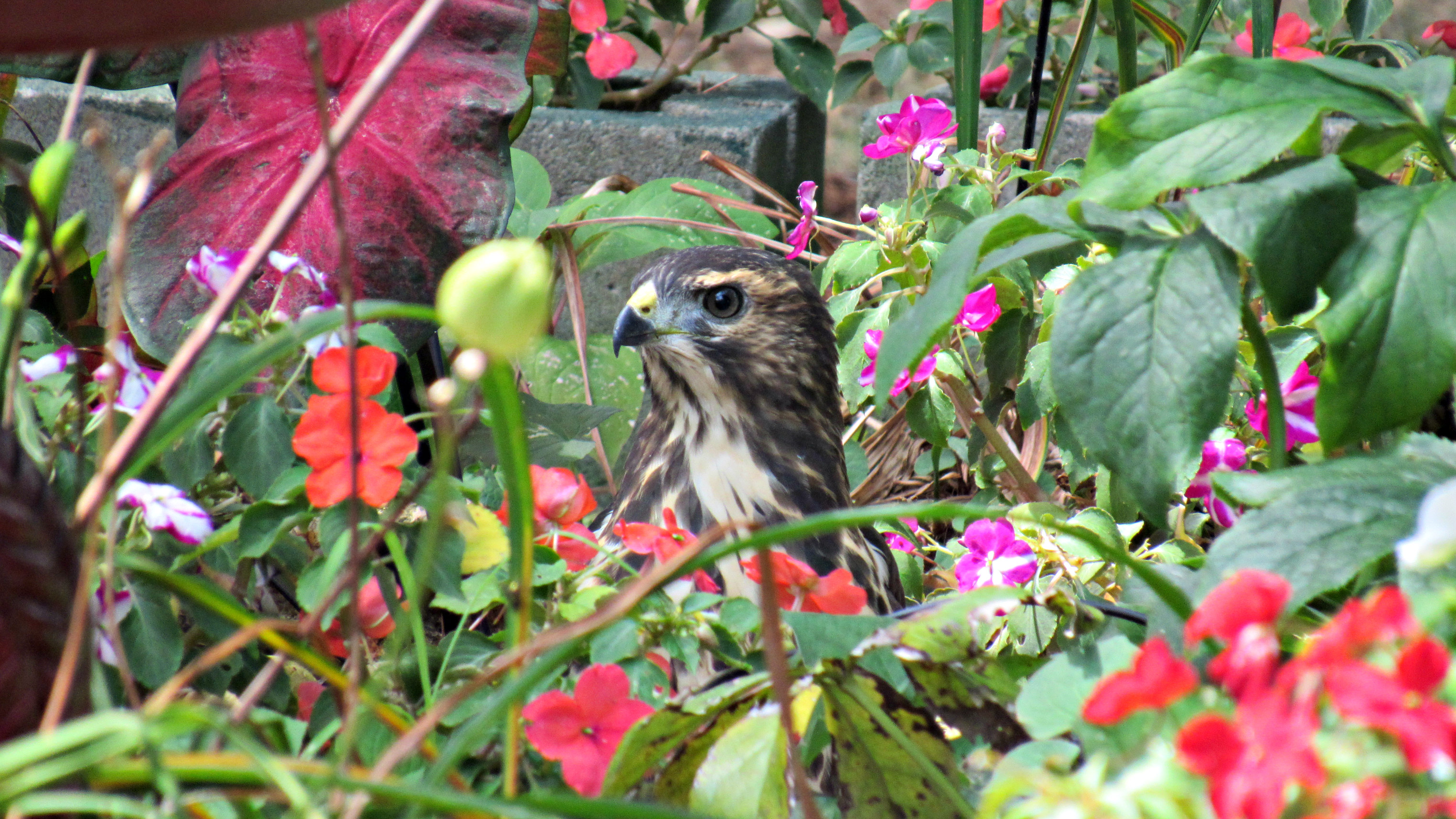Discovering the Broad-Winged Hawk: A Backyard Birdwatcher’s Guide